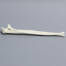 Ulna, 5mm Canal, Solid Foam, Right
