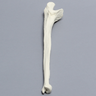 Ulna, 5mm Canal, Solid Foam, Right