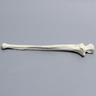 Ulna, 5mm Canal, Solid Foam, Right