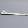 Ulna, 5mm Canal, Solid Foam, Right