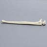 Ulna with Olecranon Fracture, Solid Foam