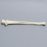 Ulna with Olecranon Fracture, Solid Foam
