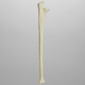 Ulna, 5mm Canal, Solid Foam, Left