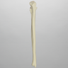 Ulna, 5mm Canal, Solid Foam, Left