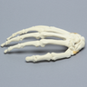 Hand with Moveable Carpal Section, Solid Foam