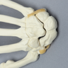Hand with Moveable Carpal Section, Solid Foam