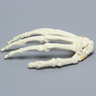 Hand with Moveable Carpal Section, Solid Foam
