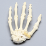 Hand with Scaphoid Fracture and Articulated Metacarpal, Solid Foam