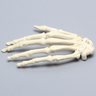 Hand with Scaphoid Fracture and Articulated Metacarpal, Solid Foam