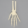 Hand and Wrist, Pediatric, Solid Foam