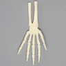 Hand and Wrist, Pediatric, Solid Foam