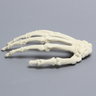 Hand, Solid Foam, Right, Large