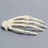 Hand, Solid Foam, Right, Large