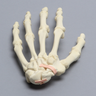 Hand with Scaphoid Fracture and Ligament, Solid Foam