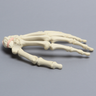 Hand with Scaphoid Fracture and Ligament, Solid Foam