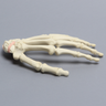 Hand with Scaphoid Fracture and Ligament, Solid Foam