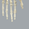 Hand, Articulated Index Finger, Solid Foam
