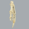 Hand, Articulated Index Finger, Solid Foam