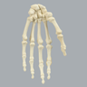 Hand, Articulated Index Finger, Solid Foam