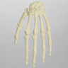 Hand, Solid Foam, Left, Large