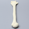 Humerus, Foam Cortical Shell, Left, Medium