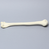 Humerus, Foam Cortical Shell, Left, Medium