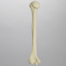 Humerus, Foam Cortical Shell, Left, Medium
