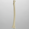 Radius, Solid Foam, Left, Medium