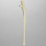 Ulna, Solid Foam, Left, Medium