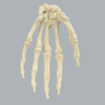 Hand, Solid Foam, Left, Medium