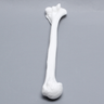 Humerus, Solid White Plastic, Left