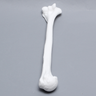 Humerus, Solid White Plastic, Left