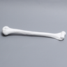 Humerus, Solid White Plastic, Right