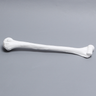 Humerus, Solid White Plastic, Right