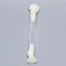Radius, 5.5mm Canal, Transparent Cortical