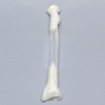 Radius, 5.5mm Canal, Transparent Cortical