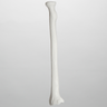 Radius, 5.5 mm Canal, Plastic Cortical Shell
