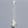 Ulna, 5mm Canal, Transparent Cortical