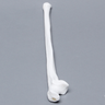 Ulna, 5mm Canal, Plastic Cortical