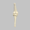 Converge™ Medium Left Knee with Stretch Collateral and Cruciate Ligaments