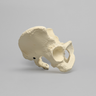 Pelvis with Modified Sacrum, Full Female, Solid Foam