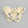 Pelvis with Modified Sacrum, Full Female, Solid Foam