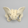 Pelvis with Modified Sacrum, Full Female, Solid Foam