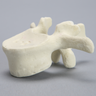 Vertebra, L2, Foam Cortical
