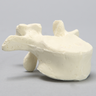 Vertebra, L1, Foam Cortical
