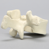 Vertebra, L1, Foam Cortical