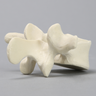 Vertebra, L3, Solid Foam