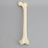 E3 Biomechanics Classroom Grade Large Left Femur with Foam Cortical Shell