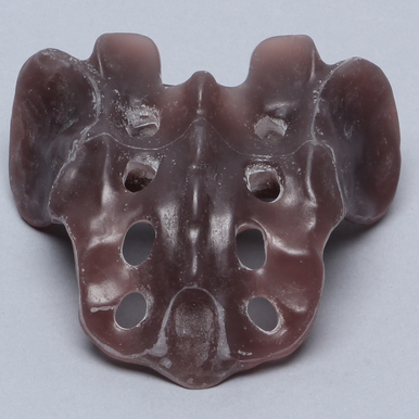 Sacrum, absolute™ 4th Gen., Large - Sawbones