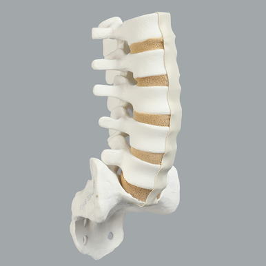 Spine, Lumbar, L1-Sacrum, Foam Cortical Shell - Sawbones
